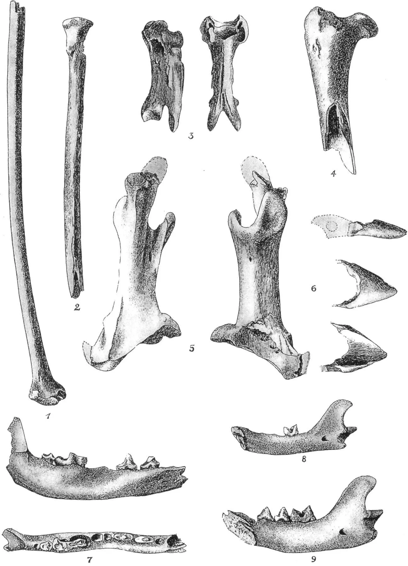 Animal bones recovered from County Clare caves 15 Crane bones 6 Hawfinch 7 - фото 15