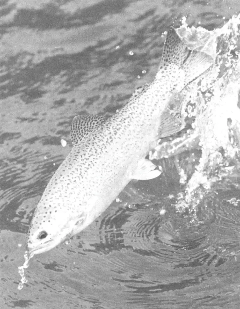 Rainbow trout There are only two selfsustaining populations in Ireland J - фото 19