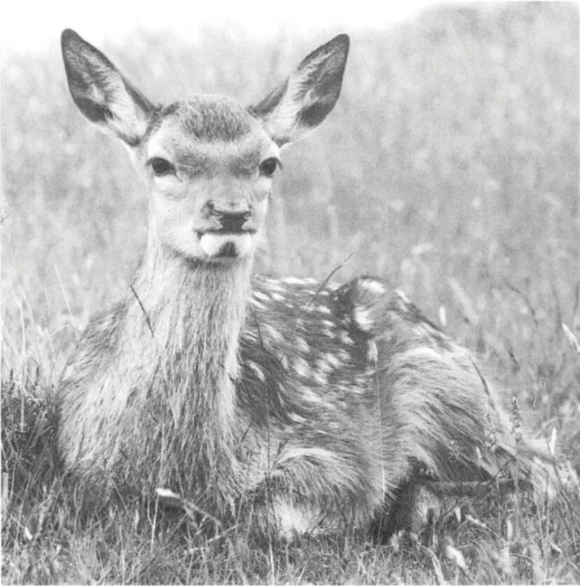 A recently born red deer calf F Guinness At the National Park at Glenveagh - фото 16