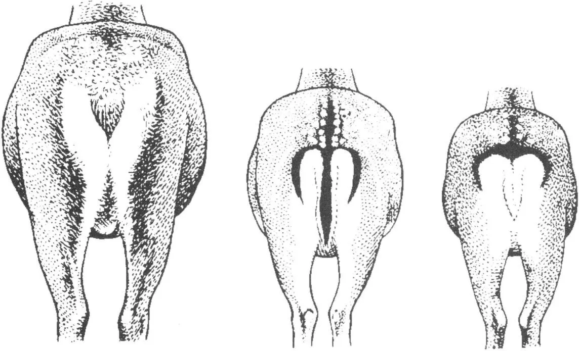 Rump patterns of the red left fallow centre and sika deer right From - фото 17