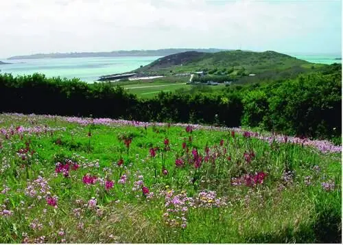 FIG 46Bulb fields with rosy garlic Allium roseum whistling jacks and great - фото 23