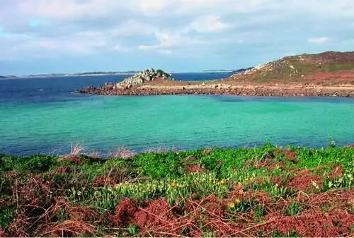 FIG 1February on St Agnes with daffodils flowering among the dead bracken - фото 3