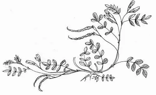 FIG 21Miss Matilda White discovered orange birdsfoot on a visit to Tresco in - фото 13