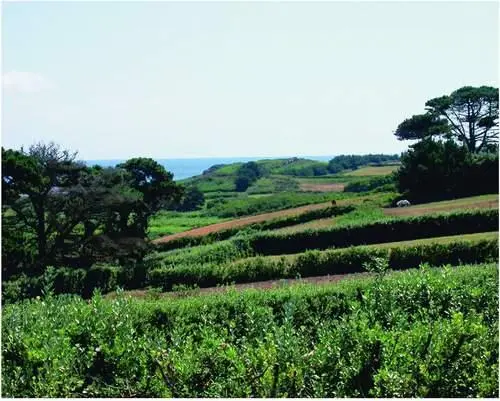 FIG 28Inland St Marys evergreen fences near Porth Hellick August 2006 - фото 14