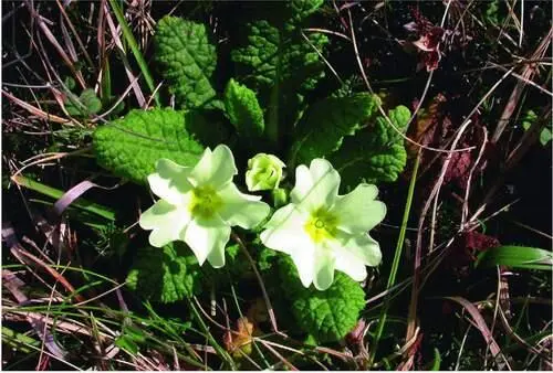 FIG 20On Samson primroses still grow near the ruins of the cottages Rosemary - фото 12