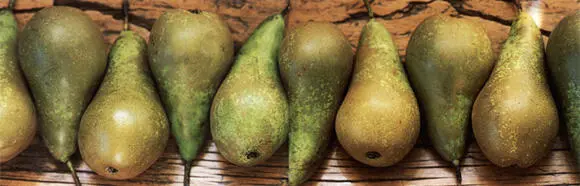 Going pearshaped is not bad news for ur health Note Asian people with - фото 11