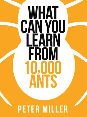 Peter Miller What You Can Learn From 10,000 Ants обложка книги