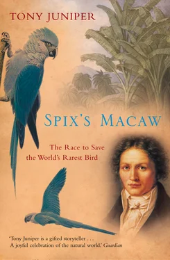 Tony Juniper Spix’s Macaw: The Race to Save the World’s Rarest Bird обложка книги