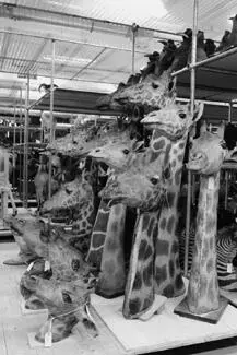 Giraffes heads stored behind the scenes as part of the zoology collections - фото 4