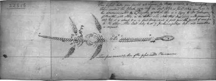 Penandink drawing of a Jurassic plesiosaur made by pioneer fossil collector - фото 3