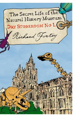 Richard Fortey Dry Store Room No. 1: The Secret Life of the Natural History Museum обложка книги