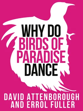 Sir Attenborough David Attenborough’s Why Do Birds of Paradise Dance обложка книги