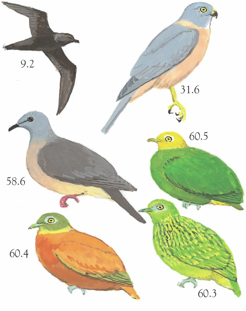 Fiji Endemics 149 species incl the following 28 endemics 92 Конец - фото 24