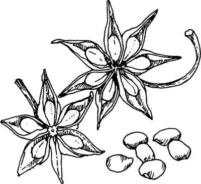 Star Anise ACTIONSAntiseptic carminative expectorant insect repellent - фото 8