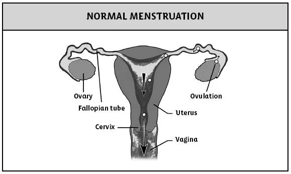 Figure 21 Menstruation is monthly bleeding from the uterus The menstrual - фото 2