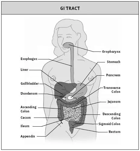 Figure 11 The parts of the gastrointestinal GI tract with their locations - фото 1