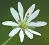 British Wild Flowers A photographic guide to every common species - изображение 31