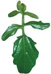 Mediumflowered Wintercress Mediumflowered Wintercress Mediumflowered - фото 360