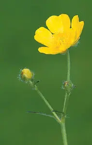 Meadow Buttercup Fruit Meadow Buttercup Ranunculus acris HEIGHTto 1m Downy - фото 266