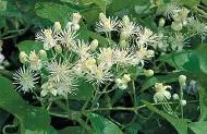 Travellersjoy Flowers Fruits Travellersjoy Clematis vitalba - фото 309