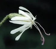 Nottingham Catchfly Nottingham Catchfly Silene nutans HEIGHTto 50cm Slightly - фото 219