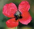 British Wild Flowers A photographic guide to every common species - изображение 21