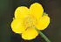 British Wild Flowers A photographic guide to every common species - изображение 24
