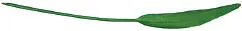 Lesser Spearwort Greater Spearwort Greater Spearwort Ranunculus lingua - фото 282