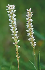 Alpine Bistort Alpine Bistort Persicaria vivipara HEIGHTto 30cm Upright - фото 99