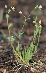 Annual Pearlwort Annual Pearlwort Sagina apetala HEIGHTto 8cm Straggling wiry - фото 197