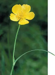 Greater Spearwort Greater Spearwort Ranunculus lingua HEIGHTto 1m Robust - фото 283