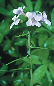 Cleave Andrew Coralroot Coralroot Cardamine bulbifera HEIGHTto 70cm Perennial - фото 377