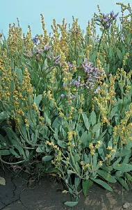 Sea Purslanewith Common Sealavender Sea Purslane Atriplex portulacoides - фото 153