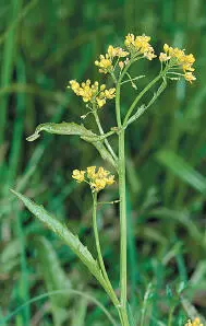 Great Yellowcress Great Yellowcress Rorippa amphibia HEIGHTto 12m Robust - фото 368