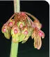 British Wild Flowers A photographic guide to every common species - изображение 122