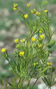 Corn Buttercup Corn Buttercup Ranunculus arvensis - фото 274