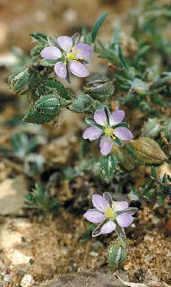 Sand Spurrey Sand Spurrey Spergularia rubra PROSTRATE Straggling stickily - фото 209