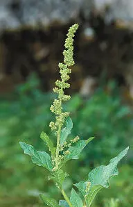 GoodKingHenry Flowers GoodKingHenry Chenopodium bonushenricus - фото 139