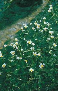 Stream Watercrowfoot Stream Watercrowfoot Ranunculus pencillatus FLOATING - фото 294