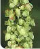 British Wild Flowers A photographic guide to every common species - изображение 110