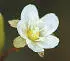 British Wild Flowers A photographic guide to every common species - изображение 23