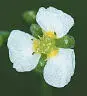 British Wild Flowers A photographic guide to every common species - изображение 11