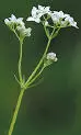 British Wild Flowers A photographic guide to every common species - изображение 15