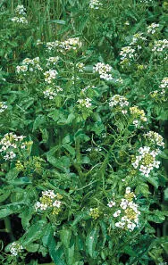 Watercress Watercress Rorippa nasturtiumaquaticum HEIGHTto 15cm Usually - фото 369