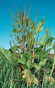 Broadleaved Dock Fruits Broadleaved Dock Rumex obtusifolius HEIGHTto 1m - фото 116