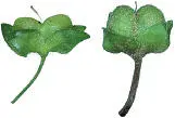 The flowers of Common and Grey Fieldspeedwells are rather similar Only by - фото 53