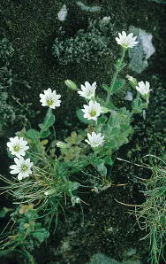 Alpine Mouseear Alpine Mouseear Cerastium alpinum HEIGHTto 10cm Tufted - фото 185