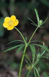 Goldilocks Buttercup Imperfect flower Goldilocks Buttercup Ranunculus auricomus - фото 279