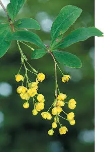 Barberry Barberry Berberis vulgaris Berberidaceae HEIGHTto 2m Small - фото 341