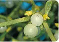 Berries Mistletoe Mistletoe Viscum album Viscaceae DIAMETERto 1m Woody - фото 80